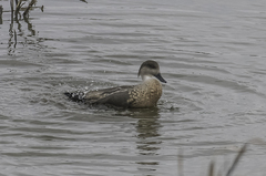 Lophonetta specularioides