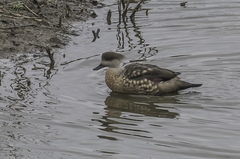 Lophonetta specularioides