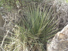 Yucca baccata brevifolia