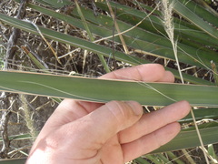 Yucca baccata brevifolia