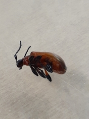 Ecnolagria rufescens