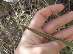 Yucca baccata brevifolia