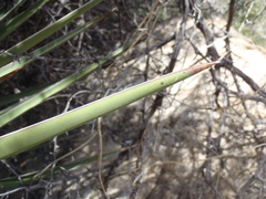 Yucca baccata brevifolia