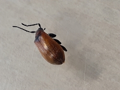 Ecnolagria rufescens