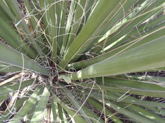 Yucca baccata brevifolia