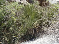 Yucca baccata brevifolia