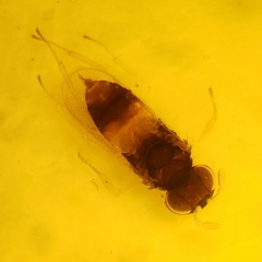 Aphelinidae