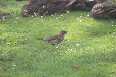Turdus philomelos clarkei