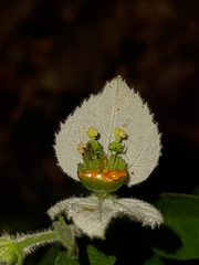 Dalechampia caperonioides