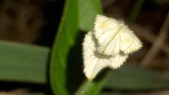 Dalechampia caperonioides