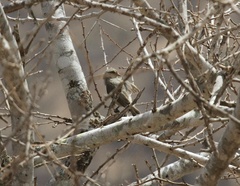 Anthoscopus musculus