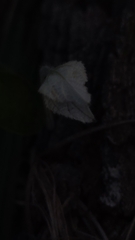 Dalechampia caperonioides