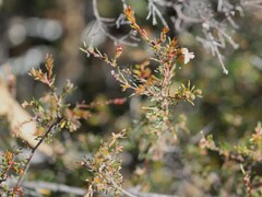 Dillwynia phylicoides