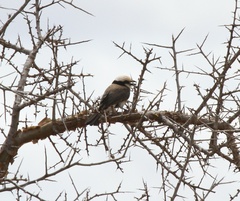 Eurocephalus ruppelli