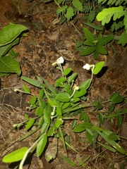 Dalechampia caperonioides
