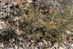 Dillwynia phylicoides