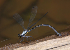 Austroargiolestes elke