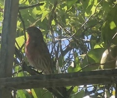 Haemorhous mexicanus