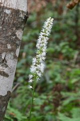 Actaea simplex