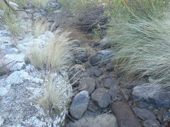 Muhlenbergia elongata