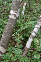 Actaea simplex