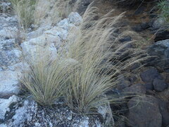 Muhlenbergia elongata