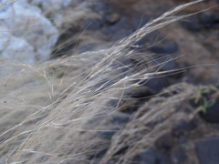 Muhlenbergia elongata