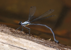 Austroargiolestes elke