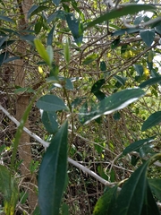 Citharexylum montevidense