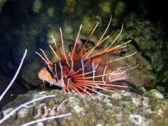 Pterois radiata