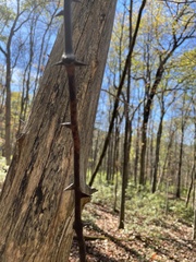 Smilax smallii