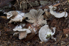 Entoloma byssisedum