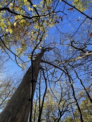 Smilax smallii