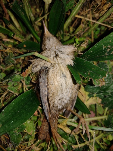 Palčić (Troglodytes troglodytes)