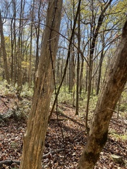 Smilax smallii