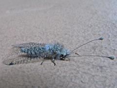 Proctarrelabis capensis