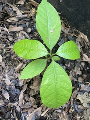 Persea americana