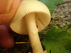 Amanita aestivalis