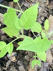 Solanum lycopersicum
