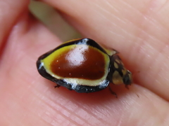 Australoneda bourgeoisi