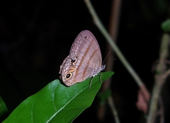 Cissia