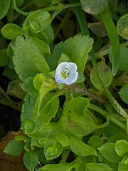 Veronica agrestis