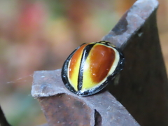 Australoneda bourgeoisi