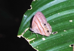 Cissia