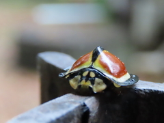 Australoneda bourgeoisi