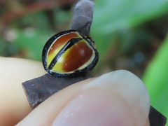 Australoneda bourgeoisi