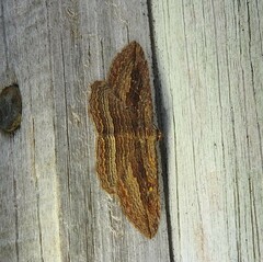 Austrocidaria gobiata