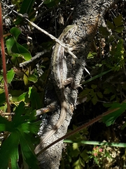 Liolaemus chiliensis