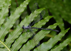 Austroargiolestes elke