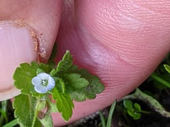 Veronica agrestis